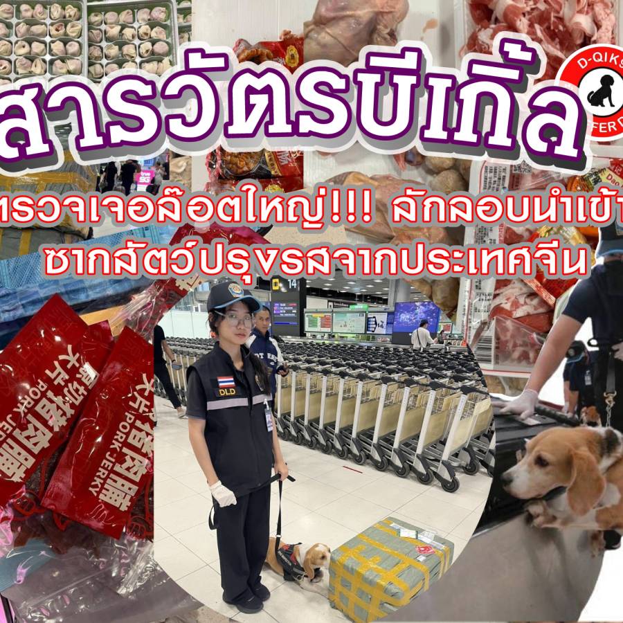 สารวัตรบีเกิ้ลเจอล๊อตใหญ่!!! ลักลอบนำเข้าซากสัตว์ปรุงรสจากประเทศจีนโดยไม่ได้รับอนุญาต
